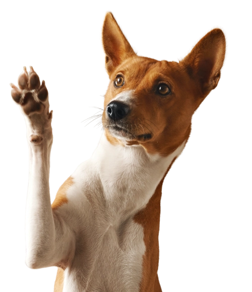 Footer Mascot